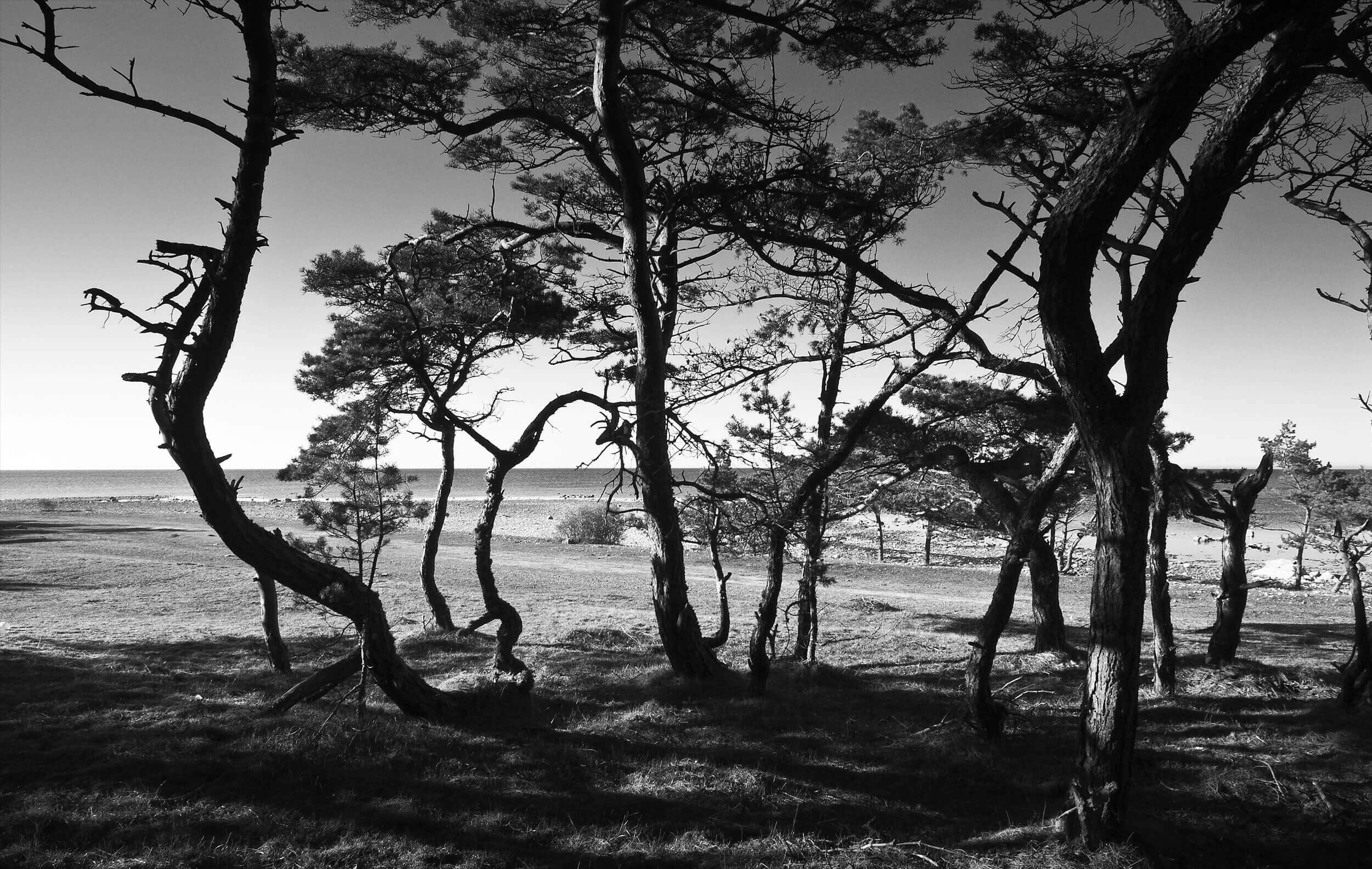 Fårö – Nyanser av grått