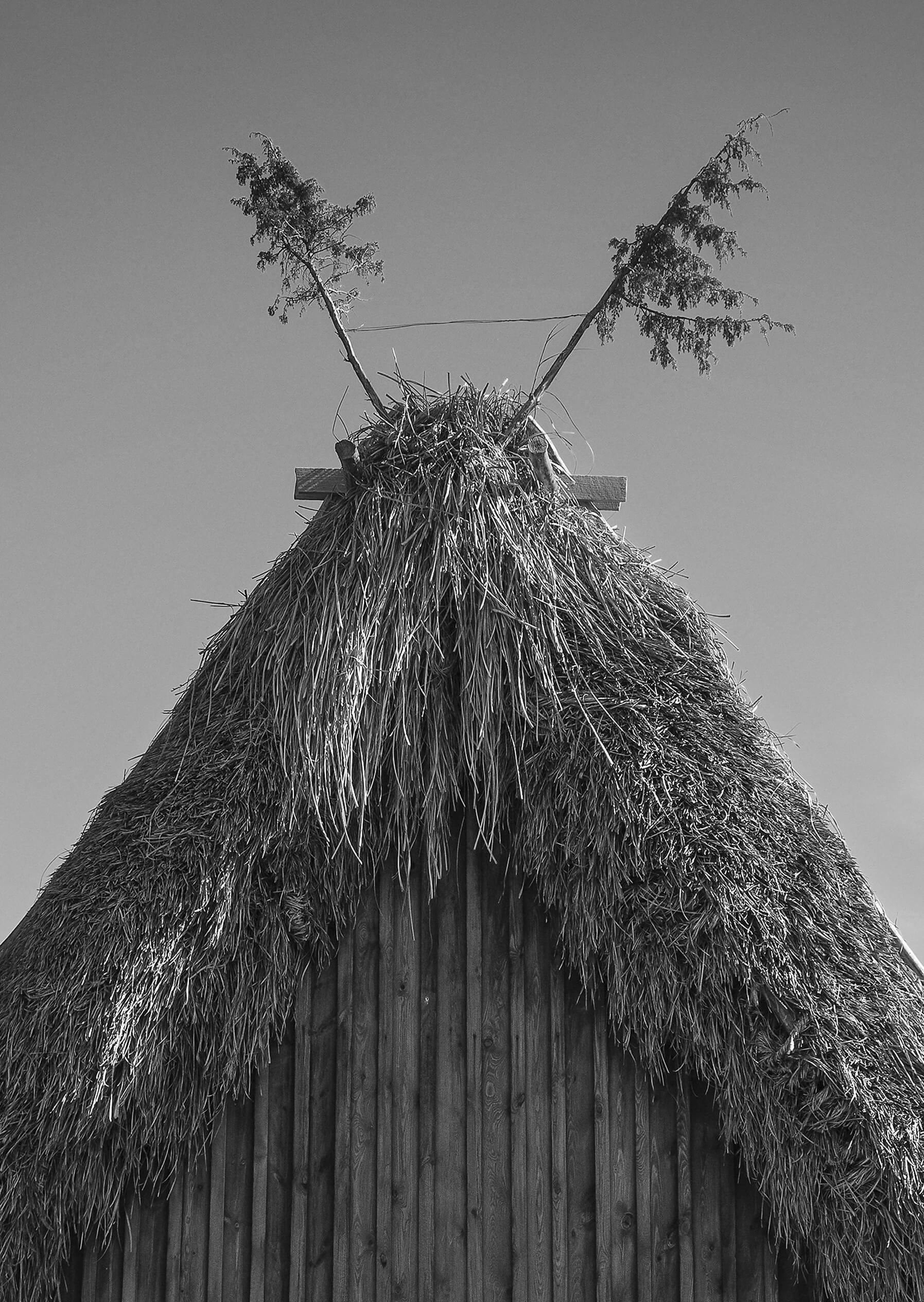 Täckating på Fårö