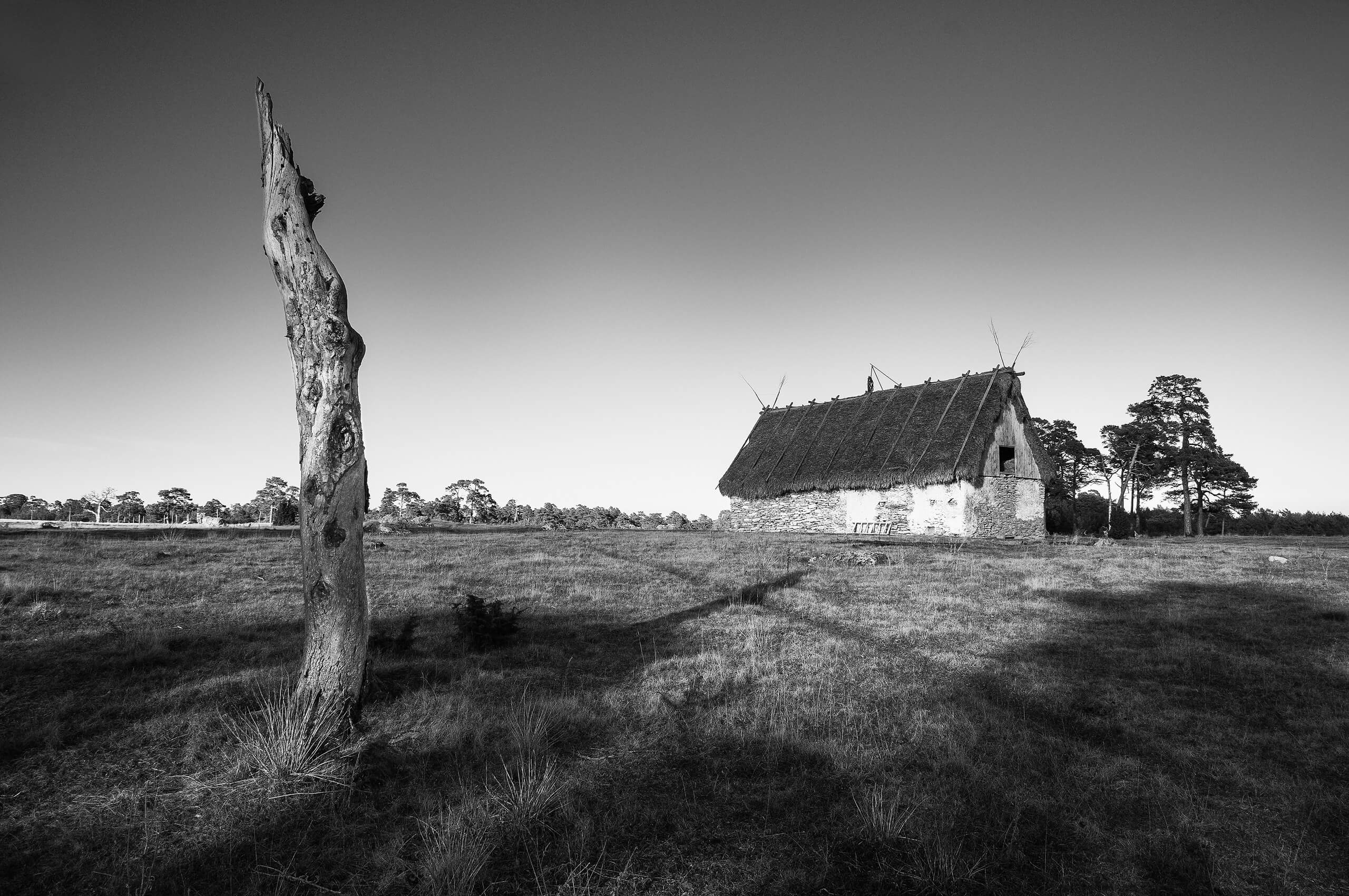 Täckating på Fårö